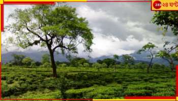 Malbazar: ঠান্ডা পড়তেই পর্যটকদের ভিড় ডুয়ার্সে! তবে বৃষ্টির জন্য তাঁরা রিসর্টবন্দিই...
