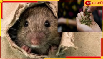 Drug Case: থানার মালখানায় রাখা সব গাঁজা খেয়েছে ইঁদুর, পুলিসের দাবিতে হতভম্ব কোর্ট