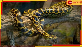 Anaconda: ব্যাগ খুলতেই ফোঁস করে উঠল ১০ অ্যানাকোন্ডা, এয়ারপোর্টে তোলপাড়...