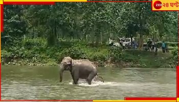 Malbazar: নদীর জল বাড়ছে, স্রোতে আটকে জঙ্গলে ফিরতে পারছে না হাতি...