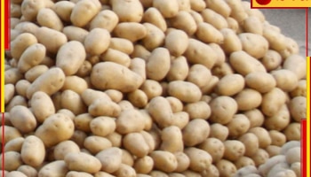 Potato Price: ব্যবসায়ীদের ধর্মঘটে বাজারে জোগান কমছে, এবার মহার্ঘ হবে আলু? 