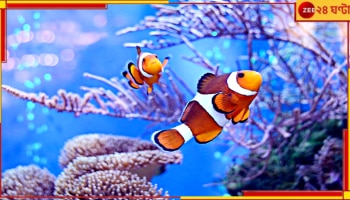 Unknown facts: চোখ তো খোলাই থাকে, জলের নিচে মাছেরা কি ঘুমায়? 