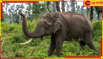 Jalpaiguri: হাতির তাণ্ডবে নাজেহাল! ফসল বাঁচাতে এবার 'রাতদখল' কৃষকদের...