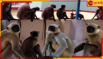 Mal Bazar: ভরা বাজারে বানর বাহিনীর লঙ্কাকাণ্ড, সামাল দিতে হিমসিম মানুষজন...