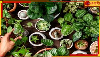 Plants for Lung: ফুসফুসে চান সতেজ বাতাস? রেহাই চান শ্বাসকষ্ট থেকে? বাড়িতে রাখুন এইসব গাছ...