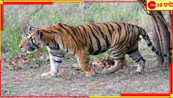 Aggression by the Animal: বাঘের আতঙ্কে যখন ঘুম উড়েছে গোটা জঙ্গলমহলের তখন এ কার ভয়ে কাঁপছে বাঁকুড়া?