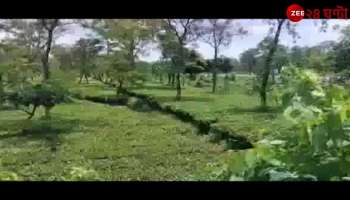 The Tea Board's directive has not arrived, and garden owners are in distress over the uncollected leaves