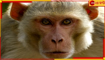 Jalpaiguri: সাবার করেছে সরস্বতী পুজোর প্রসাদ! বাঁদরের বাঁদরামিতে চরম সমস্যায় এলাকার মানুষ...