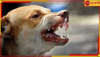 Dog Bite Cases: ভারতের সারমেয় কাঁটা! প্রতি ঘণ্টায় ৬ বাচ্চা খাচ্ছে কামড়...