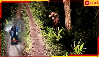Jalpaiguri | Gorumara: রাস্তা আগলে বাইসন, সামনাসামনি চিতাবাঘ, গরুমারার মেদলায় পরতে পরতে রোমাঞ্চ....