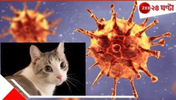 H5N1 in cats | Pandemic: ফের মহামারীর কবলে পড়তে চলেছে ভারত? আবার লকডাউন? এবার বিড়ালেও মিলল মারণ ভাইরাস... 