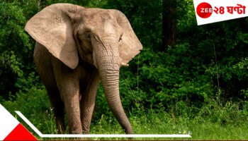 Elephant Attack: লন্ডভন্ড স্কুলের রান্নাঘর! মালবাজারে আবার দাঁতালের হামলা...