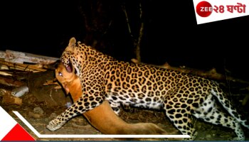 Leopard Attack | মালিক মজে ফোনে, গুটিগুটি ঢুকে ঘুমন্ত পোষা কুকুর তুলে নিয়ে গেল লেপার্ড!