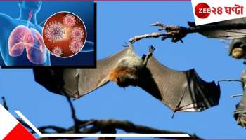 Pandemic Alert | New Coronavirus: বাদুড়ে মিলল নয়া করোনাভাইরাস! মারাত্মক MERS-CoV-এর সঙ্গে মিল! মৃত্যু বহু... ফের অতিমারী বিশ্বে? 