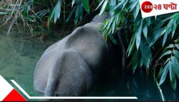 Elephant Killed: গর্ভবতী হাতিকে মেরে মাংস কেটে নিয়ে গেল চোরাশিকারীরা! নৃশংসতার নজির অসমে...