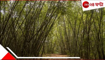 Father Kills Son: ভয়ংকর! বাঁশবাগানে নিয়ে গিয়ে নিজের ছেলেকেই আছাড় দিয়ে মেরে ফেলল বাবা?