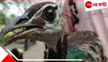Malbazar: ভুট্টা চুরি করতে গিয়ে জালে উঠল এ কী বিশালাকার? দেখে চক্ষু চড়কগাছে উঠল সকলের...
