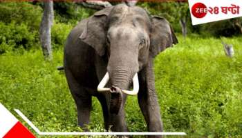 Malbazar: দাঁতালের তাণ্ডবে তোলপার এলাকা! বনের মধ্যেই ৪ জনকে ভয়াবহ ভাবে...