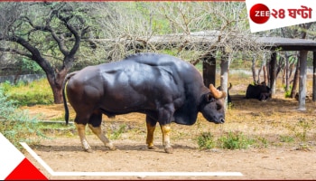 Bison on Road: দুরন্ত গতিতে ছুটছিল বাইক! হঠাৎই সামনে চলে এল বাইসন...উল্টে গেল গাড়িটি...ভয়ংকর...