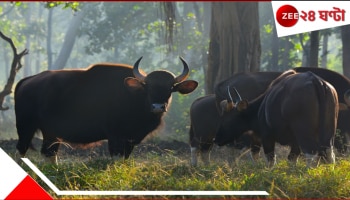 Bison Killed Woman: ঘুম থেকে উঠে উঠোন ঝাঁট দিচ্ছিলেন বৃদ্ধা! হঠাৎই বন থেকে বেরিয়ে সামনে এসে দাঁড়াল দুই ভয়ংকর বাইসন...