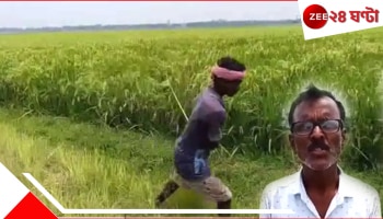 Paddy Name Ma-Baba: মাঠজুড়ে দাঁড়িয়ে সারি সারি &#039;বাবা-মা&#039;, উচ্ছ্বসিত কৃষকরা