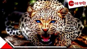 Leopard Attack: চা-বাগানে শ্বাপদ-সন্ত্রাস! প্রাণে বাঁচতে অকাল দীপাবলী...