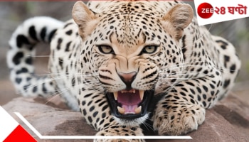 Leopard Attack: ভয়ংকর! ফের দাপিয়ে বেড়াচ্ছে চিতা, খাঁচা পাততেই...