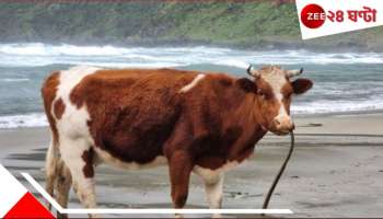 Digha: দীঘার বিচে হাঁটতে গেলে আর মাড়াবেন না গোবর! প্রশাসনের নজরবন্দি গোরু...