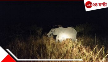 Malbazar: ভয়ংকর! বাঘ নয়, বাছুরের দিকে এবার ধেয়ে গেল হাতি! চোখের নিমেষে সব শেষ...