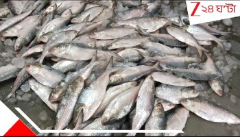 Hilsa in Diamond Harbour: সিজনের প্রথমেই রাশি-রাশি ইলিশ বাজারে! চওড়া হাসি মৎস্যজীবীদের মুখে, উল্লসিত ভোজনরসিক বাঙালি...