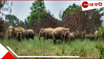 Wild Elephants: ভোররাতে ২০-২৫টি হাতি ঢুকে পড়ল গ্রামে, চালাল নির্মম তাণ্ডব! নষ্ট ধানখেত, সুপারিবাগান, সব্জি...ব্যাপক ক্ষয়ক্ষতি এবং...