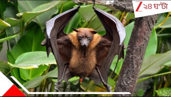 Chilli Bat: চিলি চিকেনের বদলে চিলি ব্যাট! কোথায় বিক্রি হচ্ছে বাদুড়ের মাংস? কারা খাচ্ছেন? কেনই-বা?