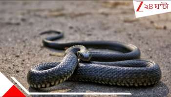 Snake Bite: সাপের ছোবেল হার্ট বন্ধ! মৃত্যুর মুখ থেকে ফিরল নাবালক... সরকারি হাসপাতালেই...