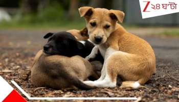 Stray Dogs Killed: সাত সারমেয় শিশুকে নৃশংস &#039;খু*ন&#039;! মাথা থেঁতলে...র*ক্তাক্ত...
