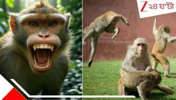 Monkey Attack: বিহার যেন বদলাপুর! ছোট-মাঝারি-গোদা, ২০ বাঁদরের গ্যাং ছিঁড়েখুঁড়ে খু*ন করল বেচারা বৃদ্ধকে...