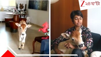 Bull Calf in Highrise: আমি আর অ্যালেক্স ২৮ তলায় থাকি! ও খুব কিউট, বারান্দায় সূর্যাস্ত দেখতে দেখতে জাবর কাটে