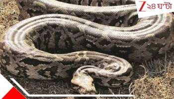 15 feet Python: ঘাপটি মেরে ছিল ঘরের ভিতরই! দরজা খুলতেই... সিলিং থেকে ঝুলছে সাক্ষাৎ &#039;মৃত্যুদূত&#039;! ১৫ ফিটের বিশালাকার....