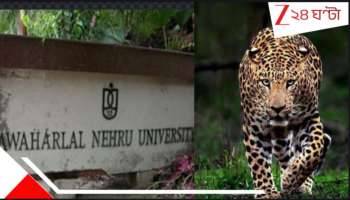Leopard in JNU: জেএনইউ-র ক্যাম্পাসে চিতাবাঘ! পথ কুকুরদের খাওয়াতে গিয়ে পড়ুয়ার... তুমুল আতঙ্ক...