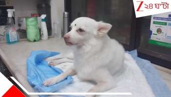 Pet bitten by Russell’s viper while trying to save girl: ফ্রিজের পাশেই ছিল ঘাপটি মেরে, নিজে চন্দ্রবোড়ার মারণ কামড় খেয়ে বাড়ির মেয়েকে বাঁচায় ৬-র চিকু! শেষে...  