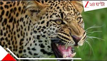 Leopard Attack: ডুয়ার্সে 'মানুষখেকো' চিতাবাঘ! রাতে বাড়ি থেকে কিশোরকে... তুমুল আতঙ্ক