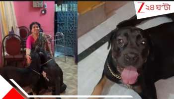  A Dog bitten by Cobra while saving family: কোজাগরীর রাতে ঘরে কেউটে! নিজে ছোবল খেয়ে বাড়ির লোককে বাঁচাল অন্তঃস্বত্ত্বা ড্যানি! শেষে....