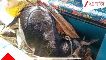  Jalpaiguri News: গর্ভবতী ছাগলকে বিষ দিয়ে মেরেছে কে? বিচার চাই! মৃতদেহ নিয়ে থানায় হাজির রঞ্জিত... তুলকালাম...