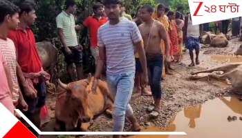 Cow Smuggling: পুলিসের পোশাক পরে চলছিল পাচার! লরি উল্টে মৃত কমপক্ষে ২০ গোরু 