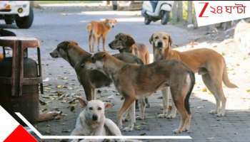 Nadia News: শীতের রাতে খোলা আকাশের নীচে সদ্যোজাত! রাতভর পাহারায় দেশি কুকুরের দল....