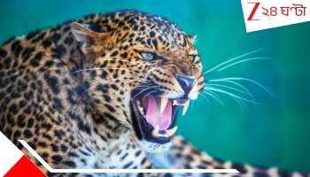 Leopard Attack: বাড়ির উঠোন পাঁচ বছরের শিশুকে টেনে হিঁচড়ে নিয়ে গেল হিংস্র চিতাবাঘ! রক্তাক্ত অবস্থায়...
