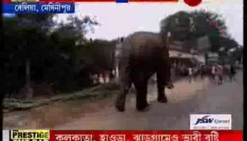 Drunk Elephant at West Midnapur