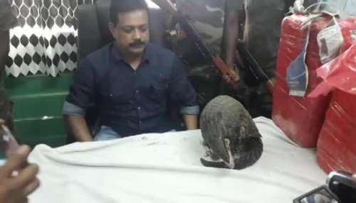 Pangolin recovered in Jalpaiguri