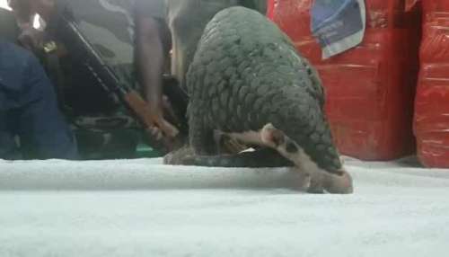 Pangolin recovered from school bag
