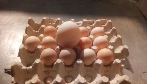 Woman found big sized egg in her poultry firm