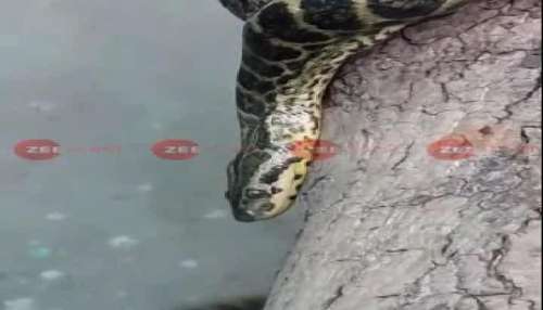 Anaconda at alipur zoo